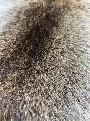 AMERICAN RACCOON